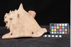 Foto (Seitenansicht) von Trinkgefäß (NHMW-ZOO-MO-0081100-ETH-127)